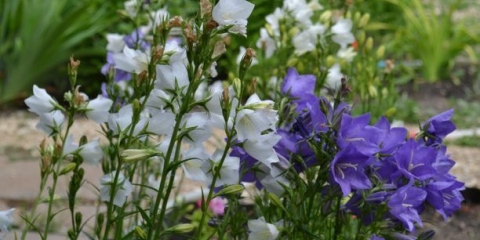Zvono s lišćem breskve: fotografija i opis sorti, sadnja i njega